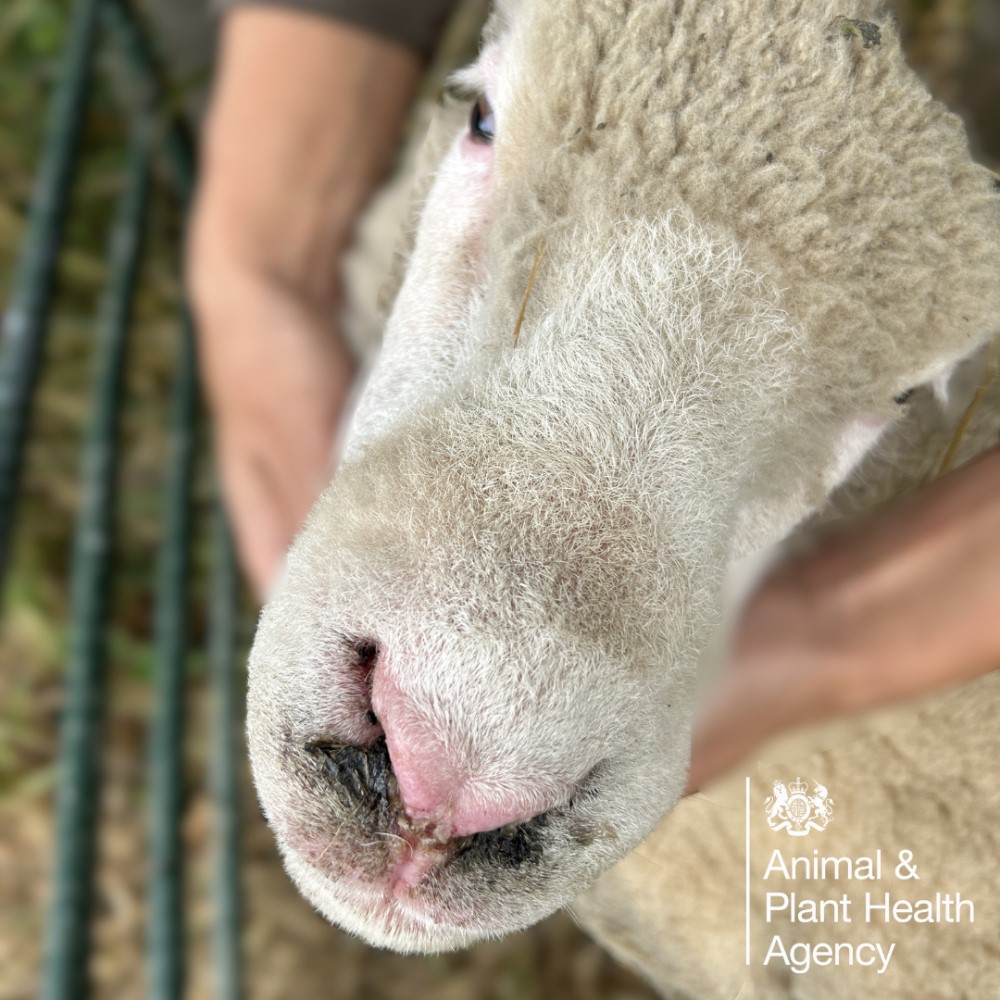 Sheep with nasal redness and crusting